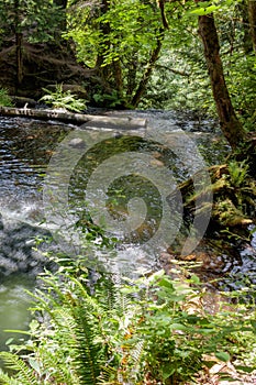 logs in pool at top of waterfall