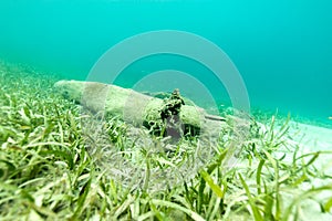 Logs Resting on Seafloor photo