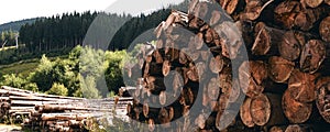 Logs in a sawmill yard. Stacks of woodpile firewood texture background. Tree trunks cut and stacked in the bush. Timber logging