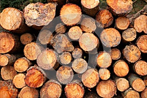 Logs stacked