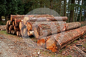 Logs stacked