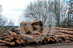 Logs stacked on logging and woodworking industry. A stock pile of timber, chopped down trees. Timber industry. De-forestation