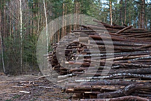 Logs stacked on logging and woodworking industry. A stock pile of timber, chopped down trees. Timber industry. De-forestation