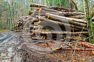 Logs stacked in the woods, chopped trees along the road