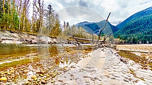 Logs stuck in the sand and Iron Oxide Stained rocks lining the shore of the Squamish River in British Columbia, Canada