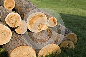 Logs of tree