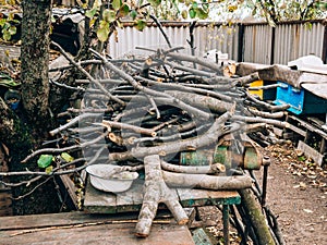 Logs of a tree. The sawn wood