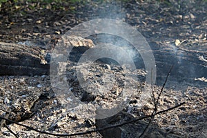 Logs , trees burning in the forest