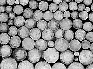 The logs of trees in the mill on a black and white image