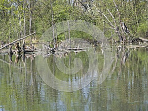 Water surface logs and trees in swamp lake, spring marchland water landscape