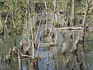 Logs and trees in swamp lake, spring marchland water landscape photo