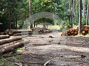 Logs trunks pile in forest ready for wood industry