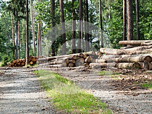 Logs trunks pile in forest ready for wood industry