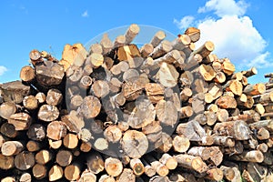 Logs various species of deciduous trees