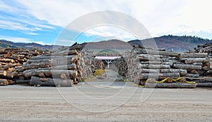 Logs in warehouse photo