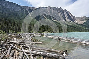 Logs in the Water at Sherbrooke Lake