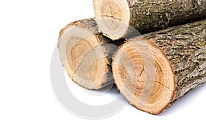 Logs on white background, studio photo, acacias tree