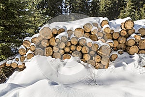Logs of wood buried in snow in the woods.