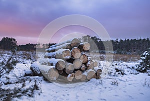 logs of wood after felling in the choszczowka forest near warsaw
