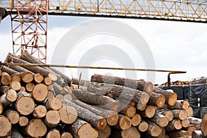 Logs in a wood processing plant.