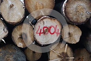 Logs of wood