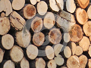 Logs of wood trees cut industry firewood deforestation