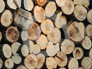 logs of wood trees cut industry firewood deforestation photo