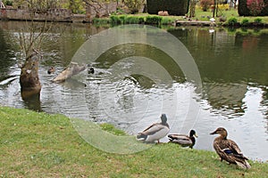 loir river and ducks - chateaudun - france