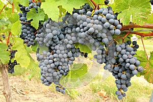 Cabernet Franc black grape vines