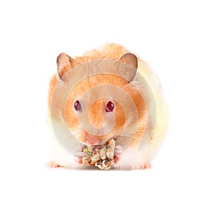Lois the Hamster