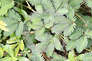 lojjaboti or Touch me not plant or Mimosa pudica. or perennial flowering plant.