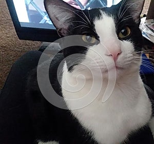 Loki the sillyboy staring at the camera