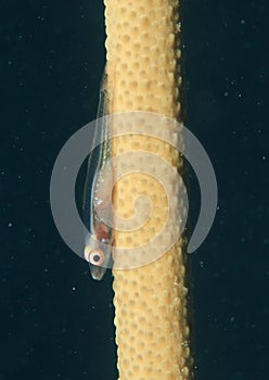 Loki whip goby