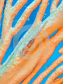 Loki Whip Goby, Bryaninops loki. North Sulawesi