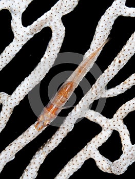 Loki Whip Goby, Bryaninops loki. Misool, Raja Ampat, Indonesia photo