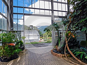 Lokoing out through the open door of a greenhouse in Thiland