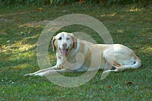 Lola, Golden Retriever Senior canine