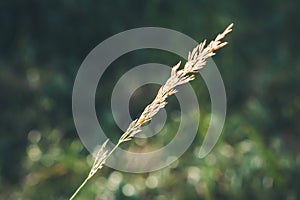 Lolium grass in Cortina D`Ampezzo, Dolomites, Italy photo