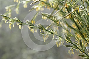 Lolium perenne. Flowering grass English ryegrass or winter ryegrass with seeds.