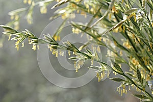 Lolium perenne. Flowering grass English ryegrass or winter ryegrass with seeds. photo