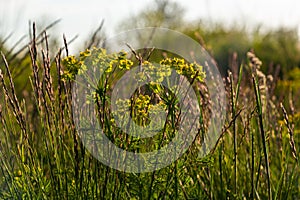 Lolium perenne or perennial ryegrass