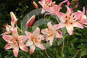 Colorful Asiatic lilies face skyward after a summer rain