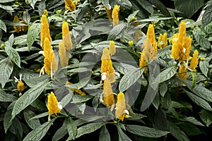 Lollipop Flower Plants (Pachystachys lutea), Acanthaceae. Yellow lollipop flowers in the garden background