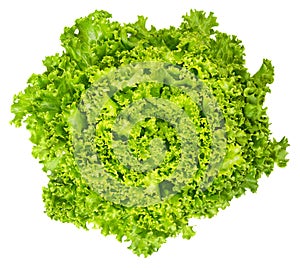 Lollo Bianco lettuce from above on white background photo