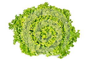 Lollo Bianco lettuce front view on white background