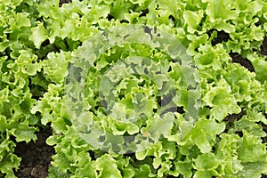 Lollo Bionda Lettuce photo