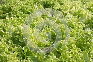 Lollo Bionda Lettuce