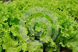 Lollo bionda lettuce photo
