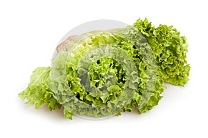 Lollo bionda lettuce