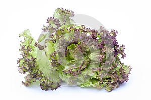 Lollo Rossa, lettuce isolated on white background